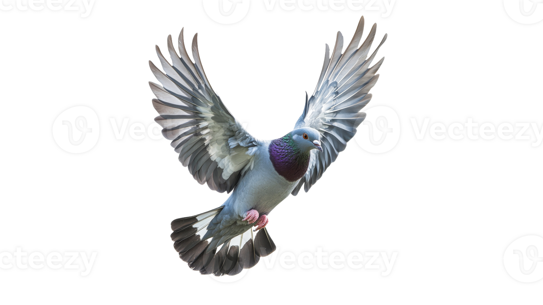 Pigeon soaring with stunning wings png