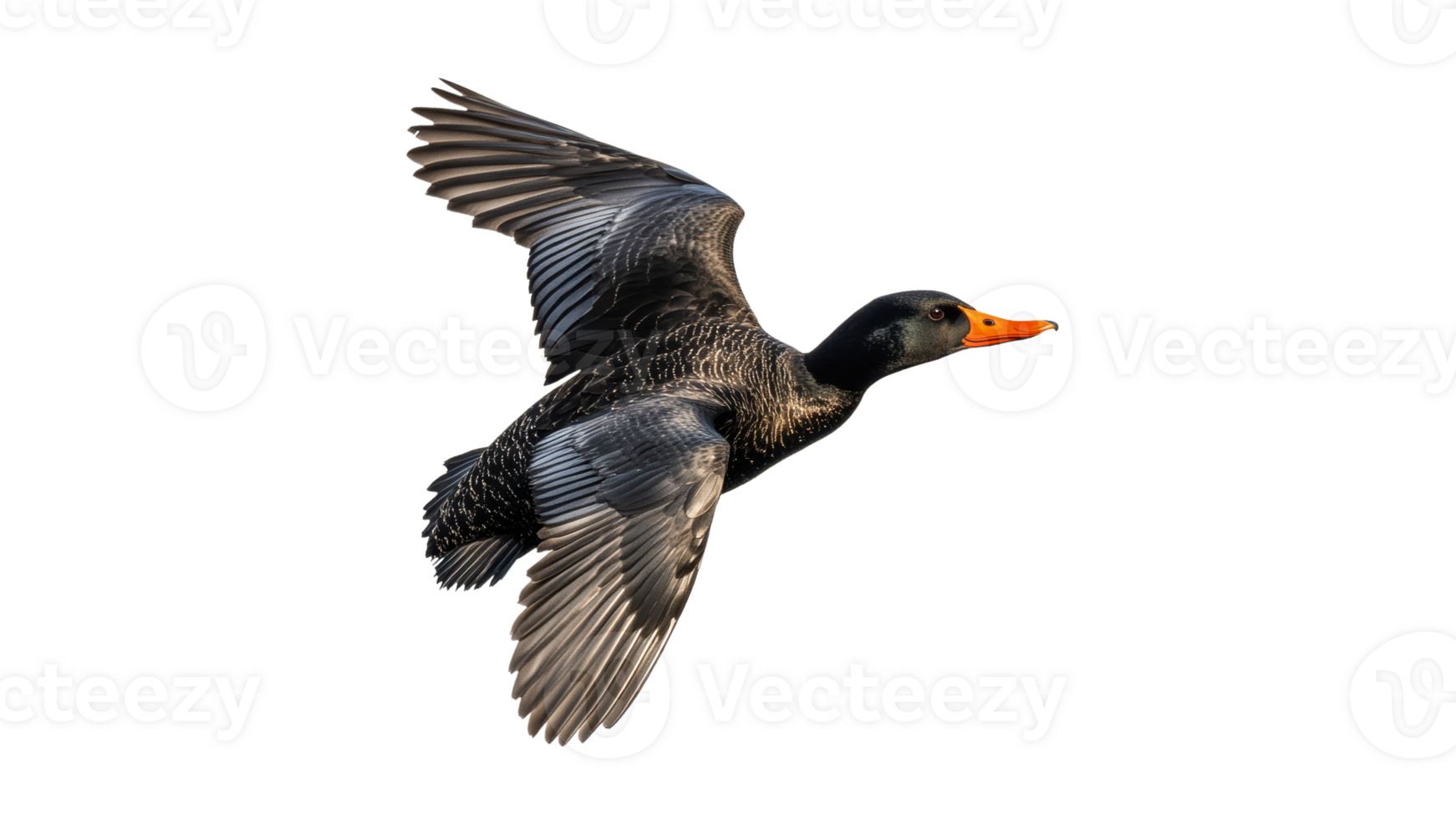 Duck soaring gracefully through the sky png