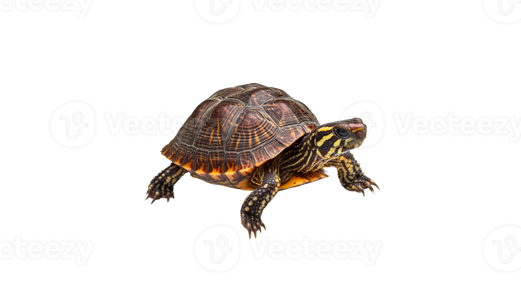 Turtle walking on a white background in daylight png