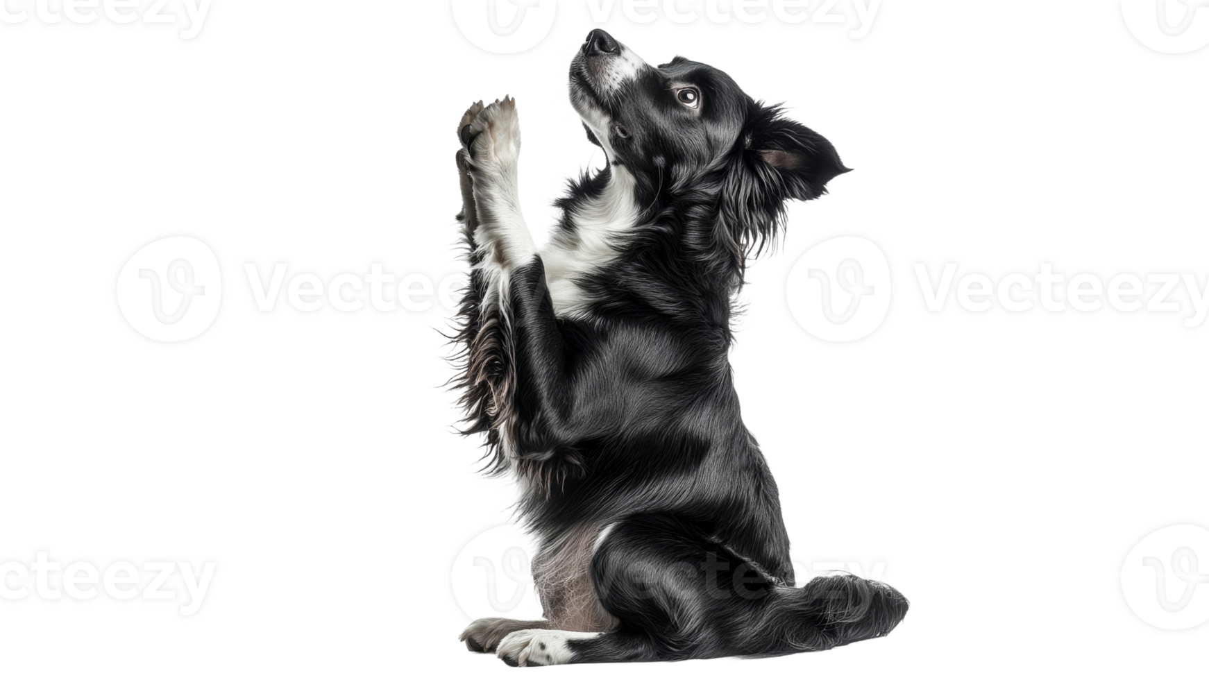 Dog performing a trick in a bright studio setting png