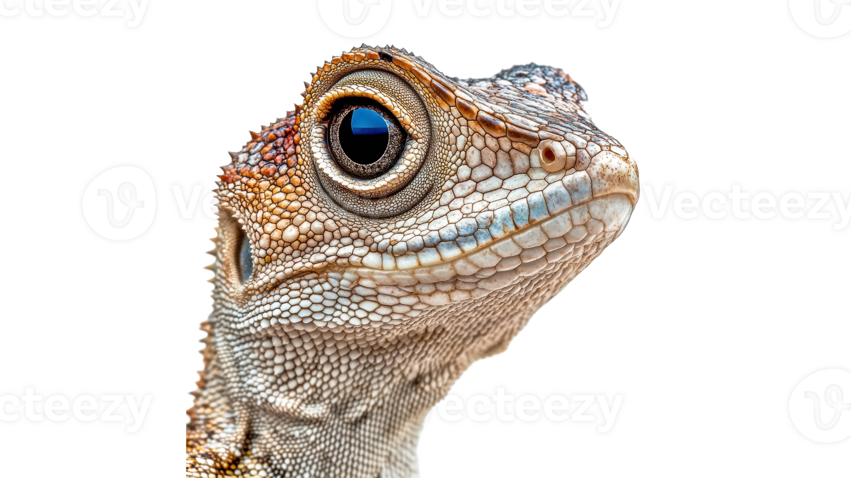 Detailed close up of a colorful lizard in nature png