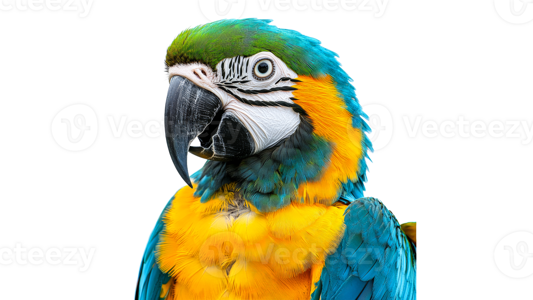 Colorful macaw bird perched for a close up view png