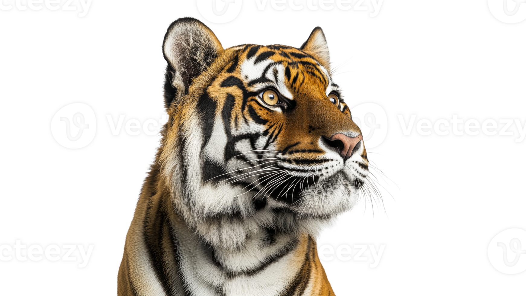Striking portrait of a majestic tiger in profile png