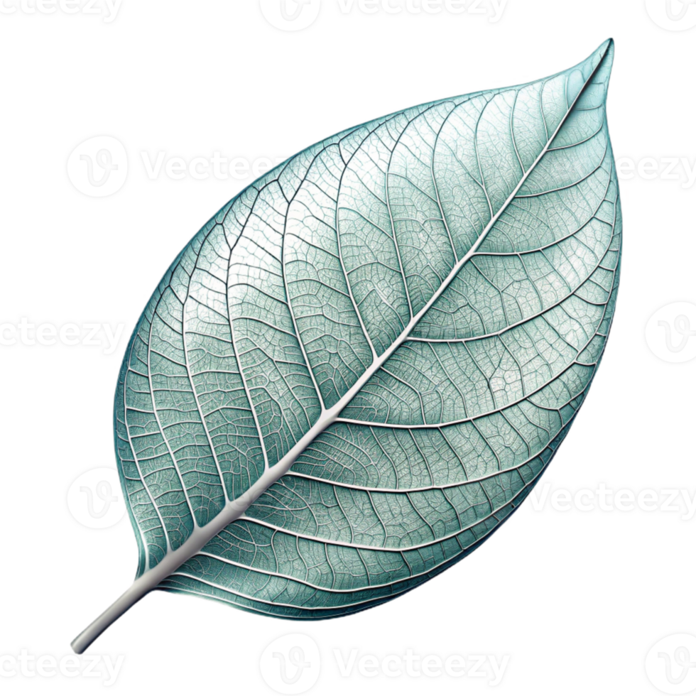 magnificent vintage Leaf Skeleton Structure Transparent Background premium png