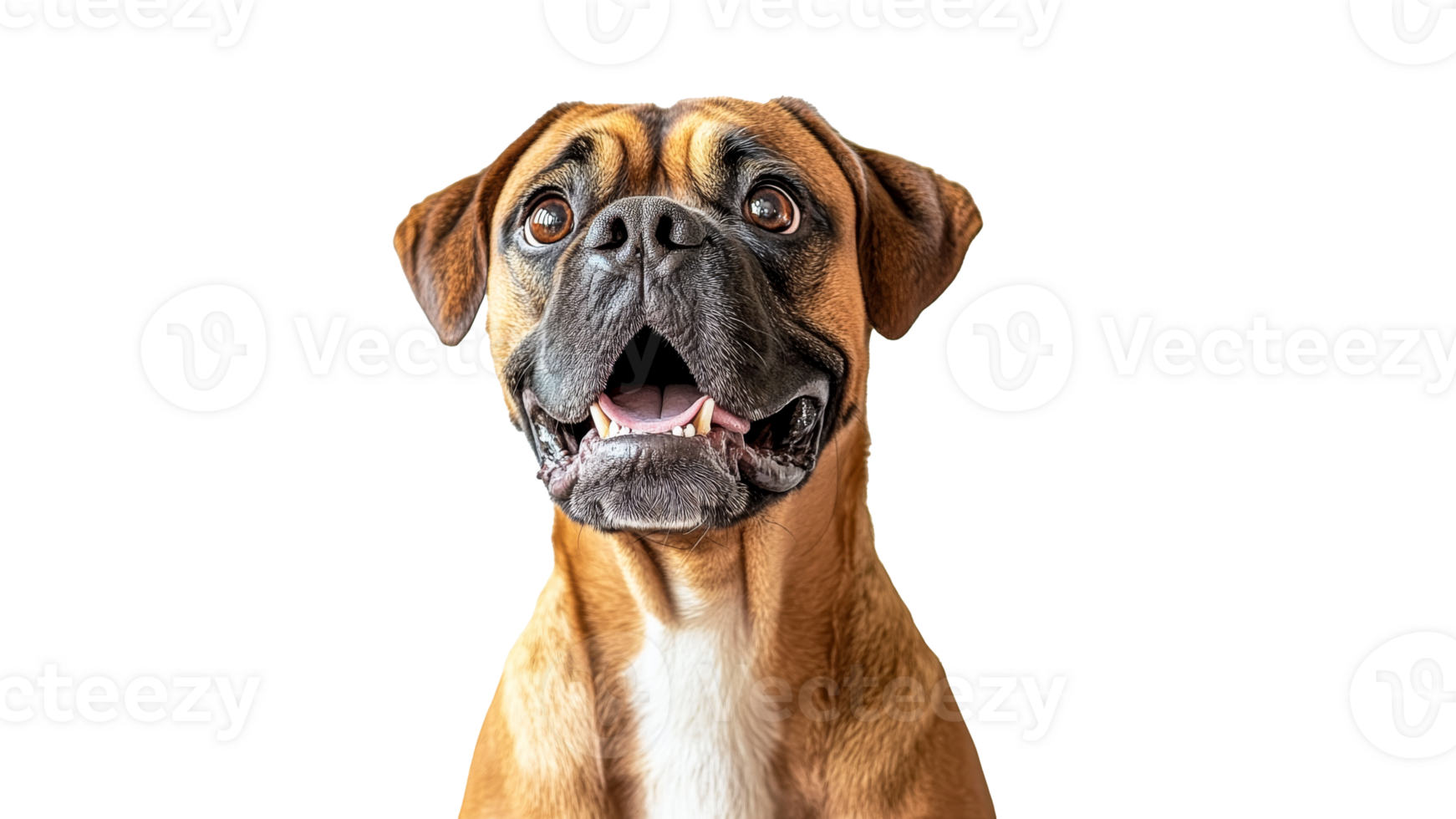 Playful, happy dog with bright eyes png