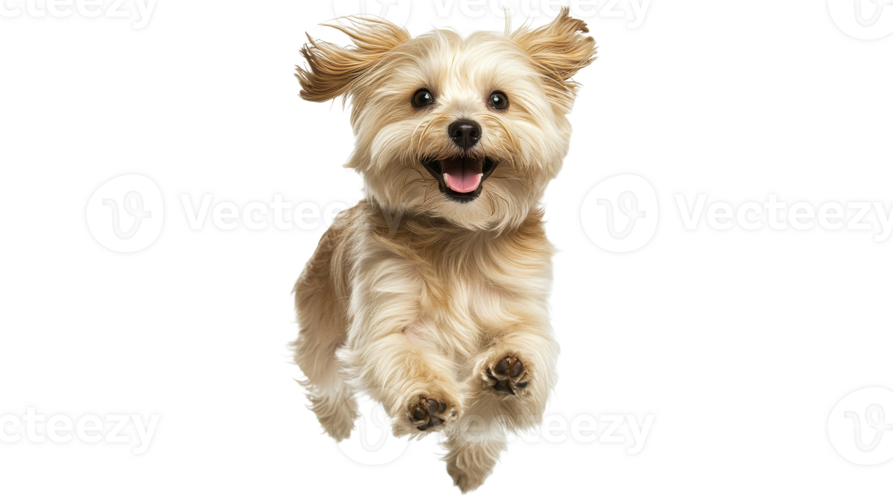 Small dog joyfully jumping in the air png
