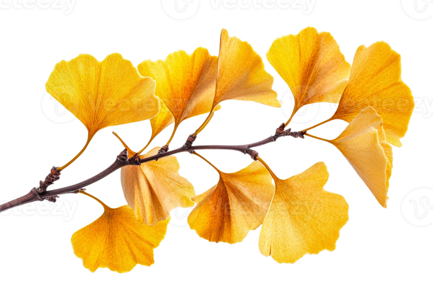 Beautiful ginkgo leaves showcasing autumn colors png