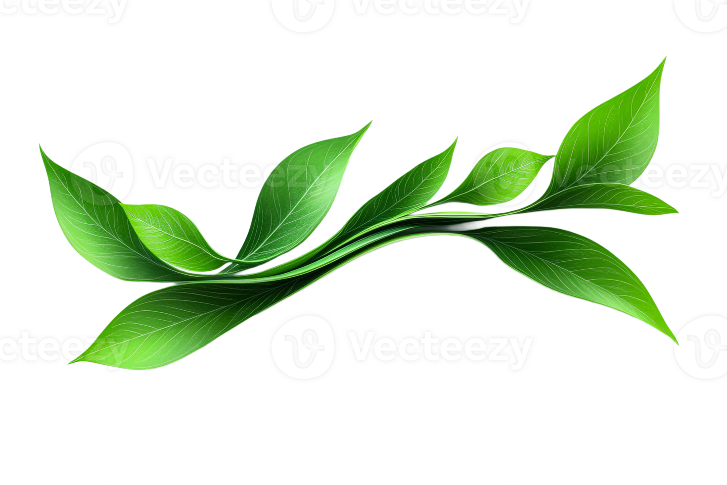 Green leaves arranged in a flowing pattern png