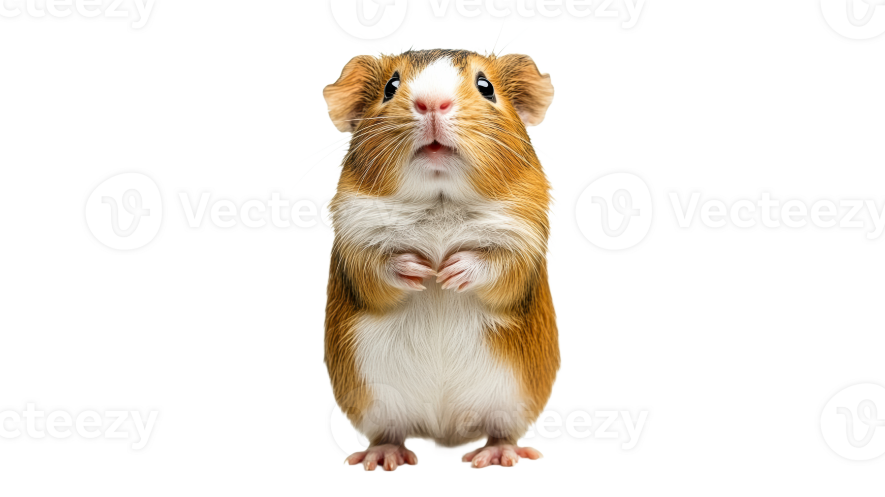 Curious guinea pig standing upright png