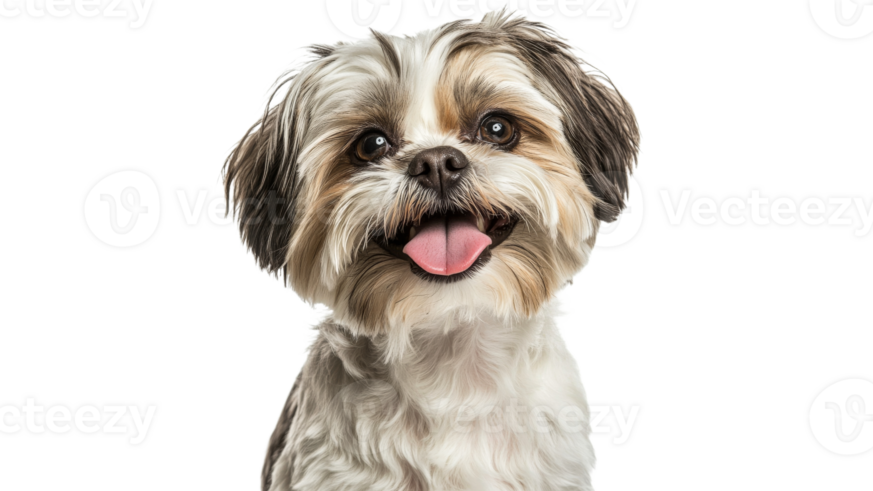 Happy small dog with playful expression indoors png