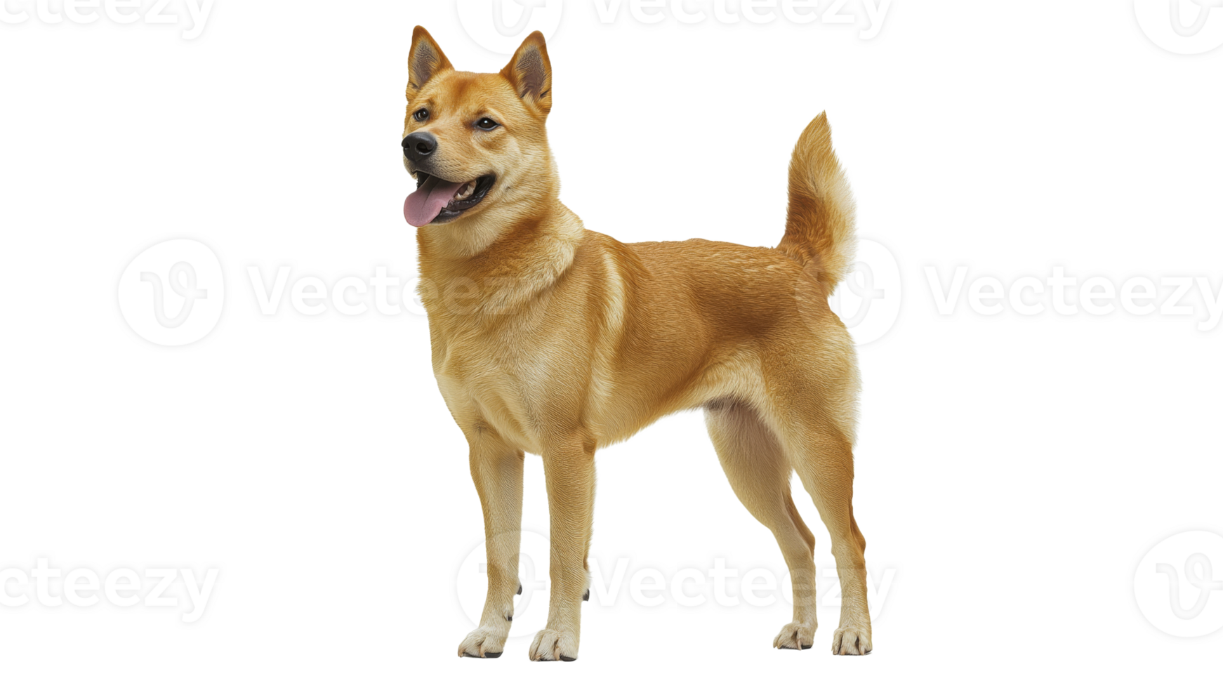 Shiba Inu standing proudly with a happy expression png