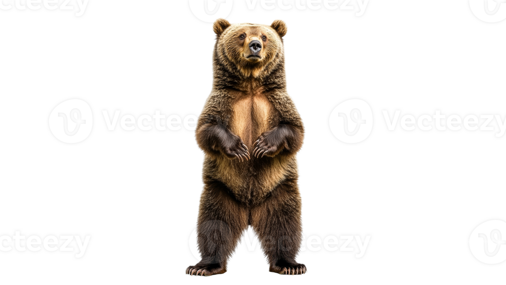 Grizzly bear standing upright in a natural pose png