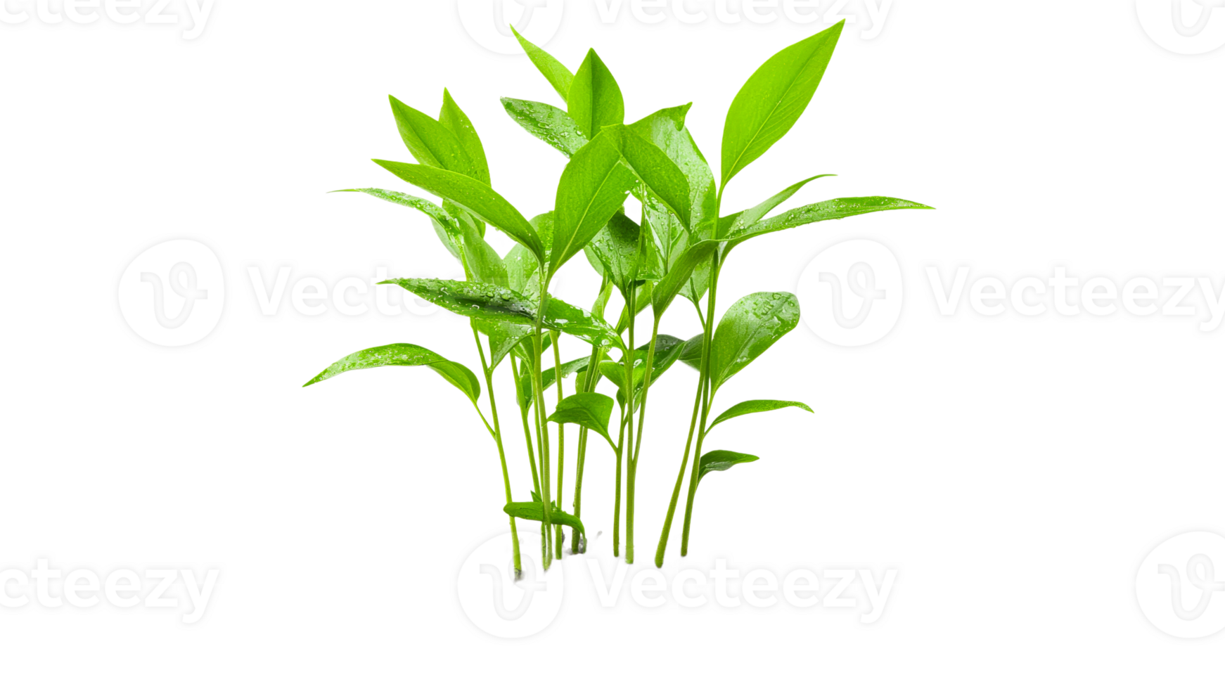 Fresh green plants thriving in a bright setting png