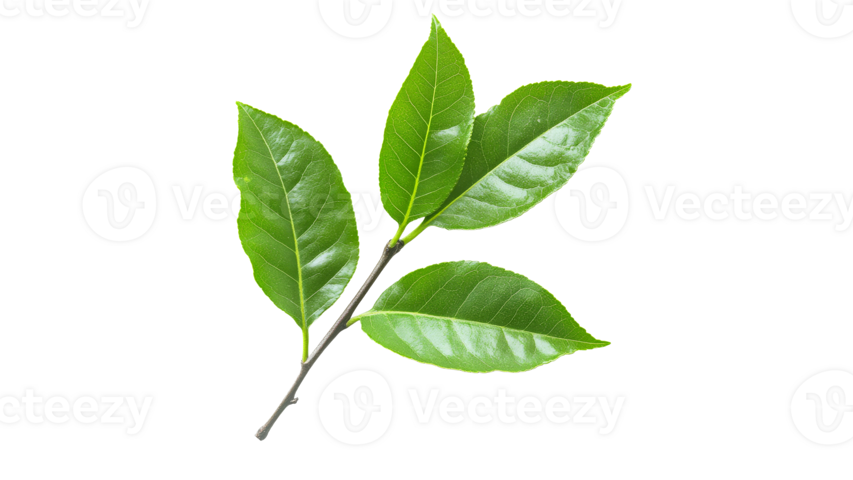 Fresh green leaves on a branch with healthy shine png