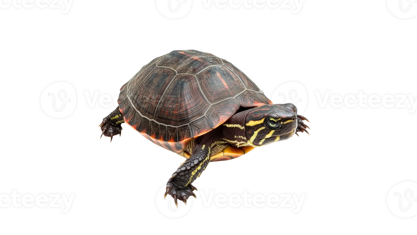 Turtle exploring a surface near water png