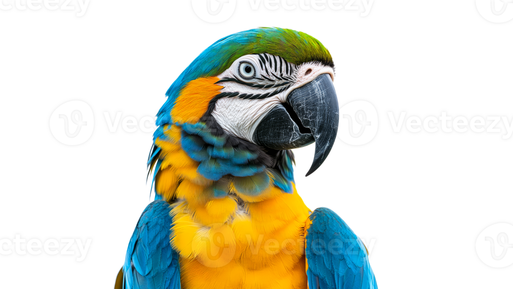 Colorful macaw perched against transparent backdrop png