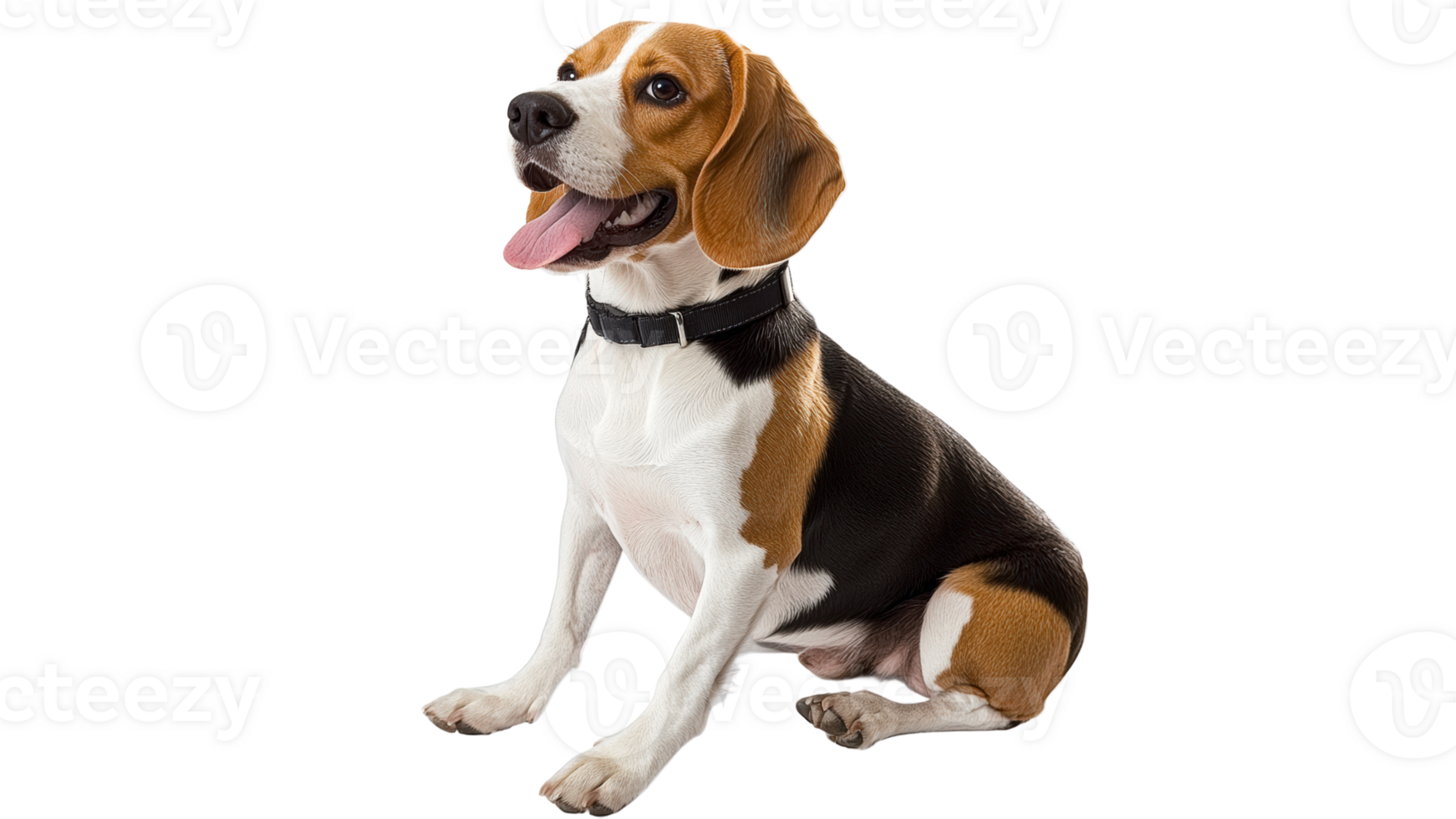 Beagle sitting and looking cheerful indoors png