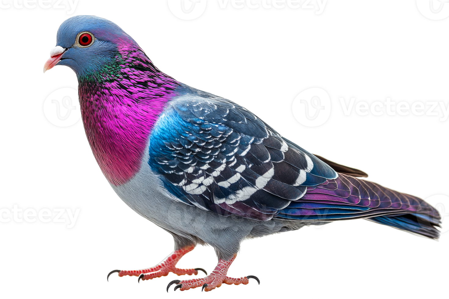 Colorful pigeon standing on a white surface png
