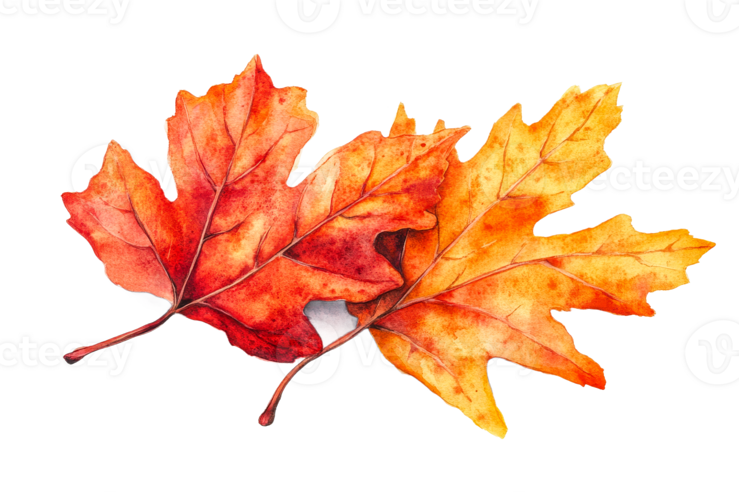 Colorful autumn leaves in red and orange png