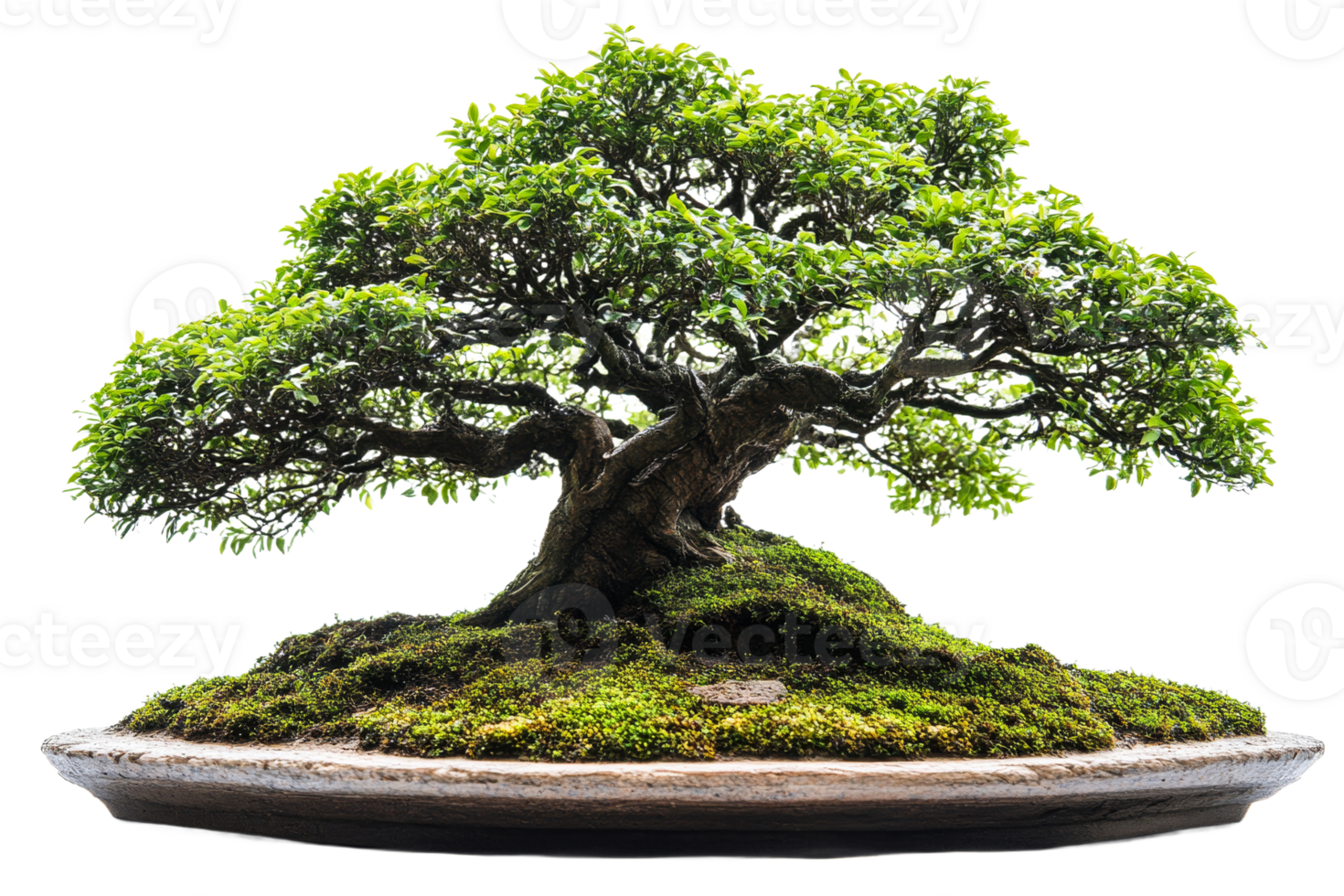 Bonsai tree growing on a lush mossy base png