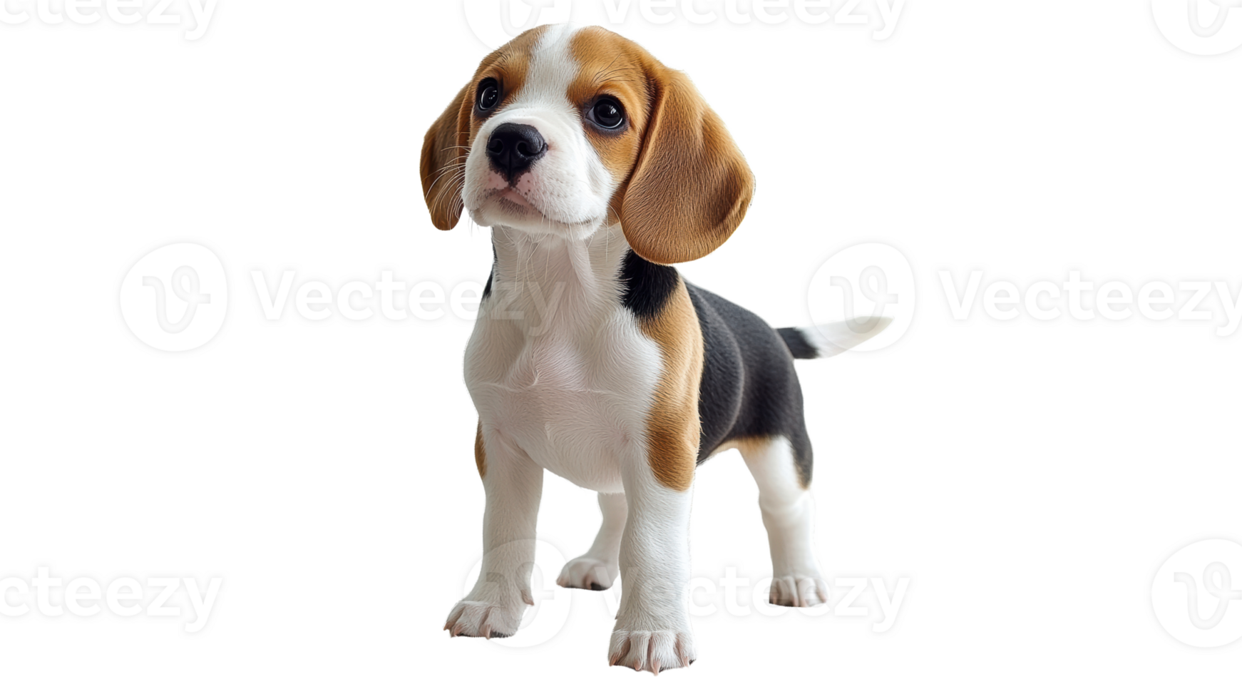 Beagle puppy stands with curiosity and charm png