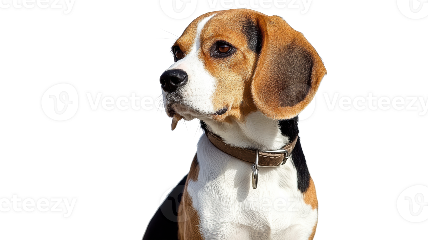 Beagle dog looking curiously with beautiful fur png