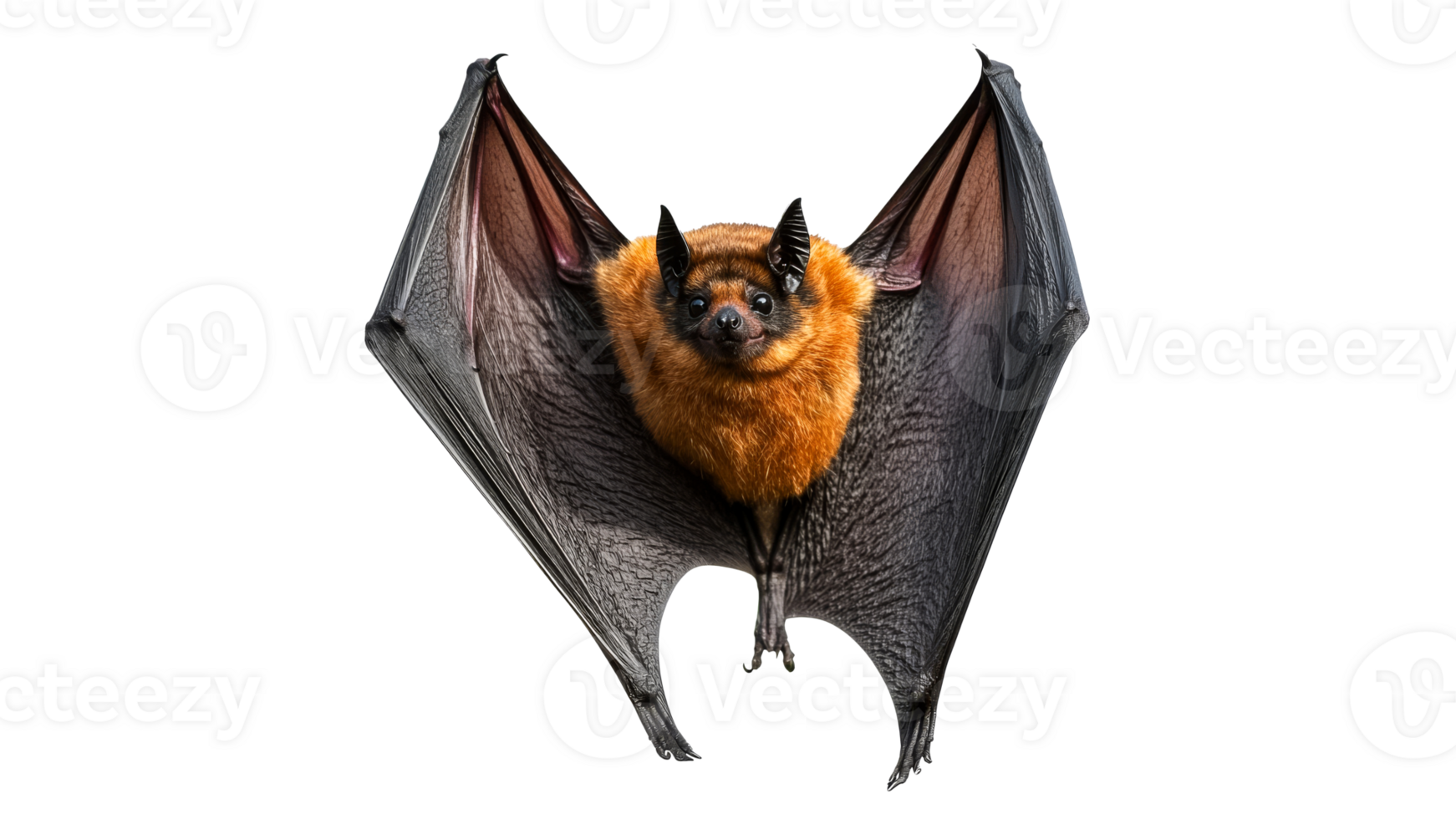 Large bat hanging upside down with wings open png
