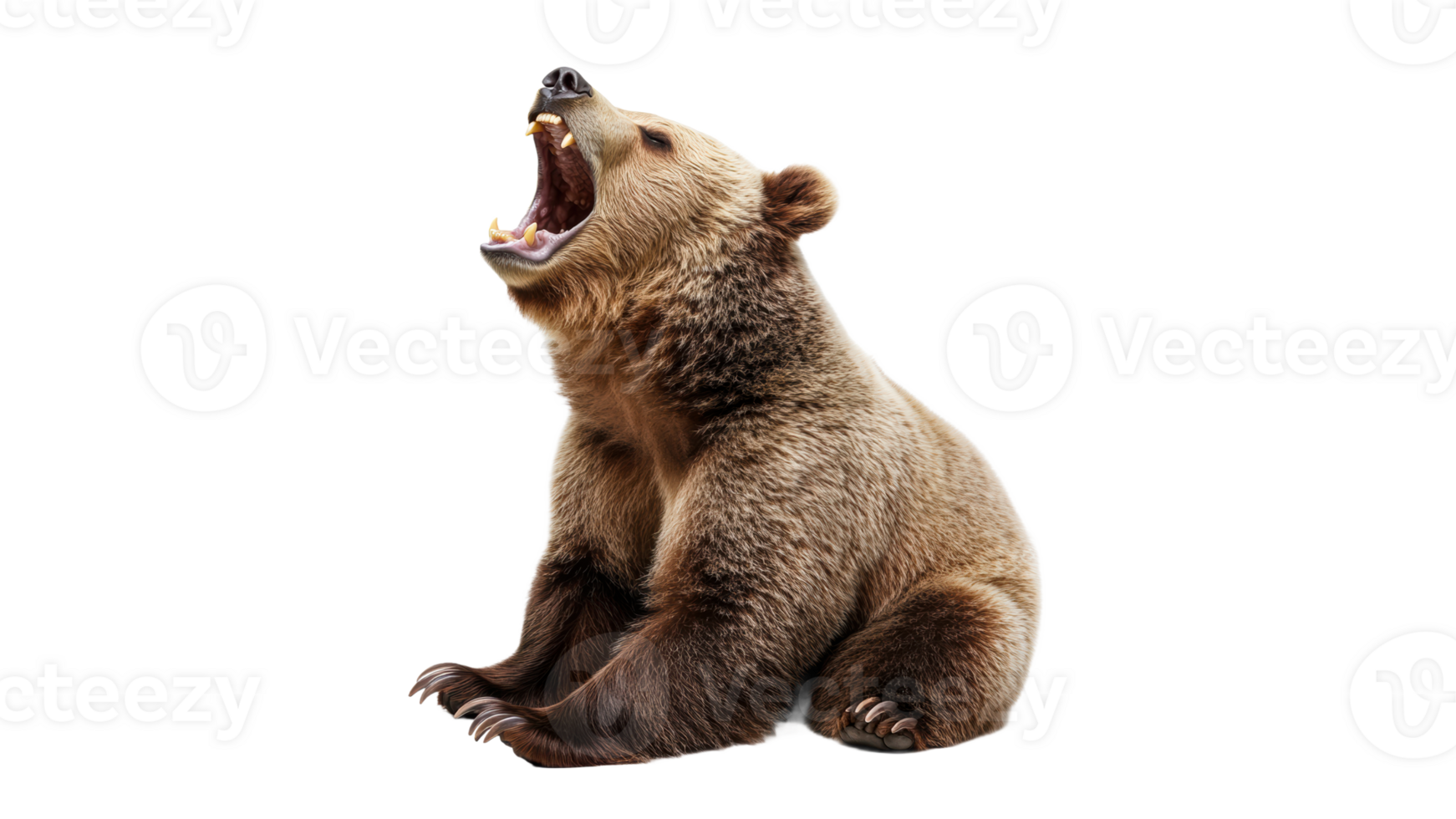 Bear yawns while sitting in a natural pose png