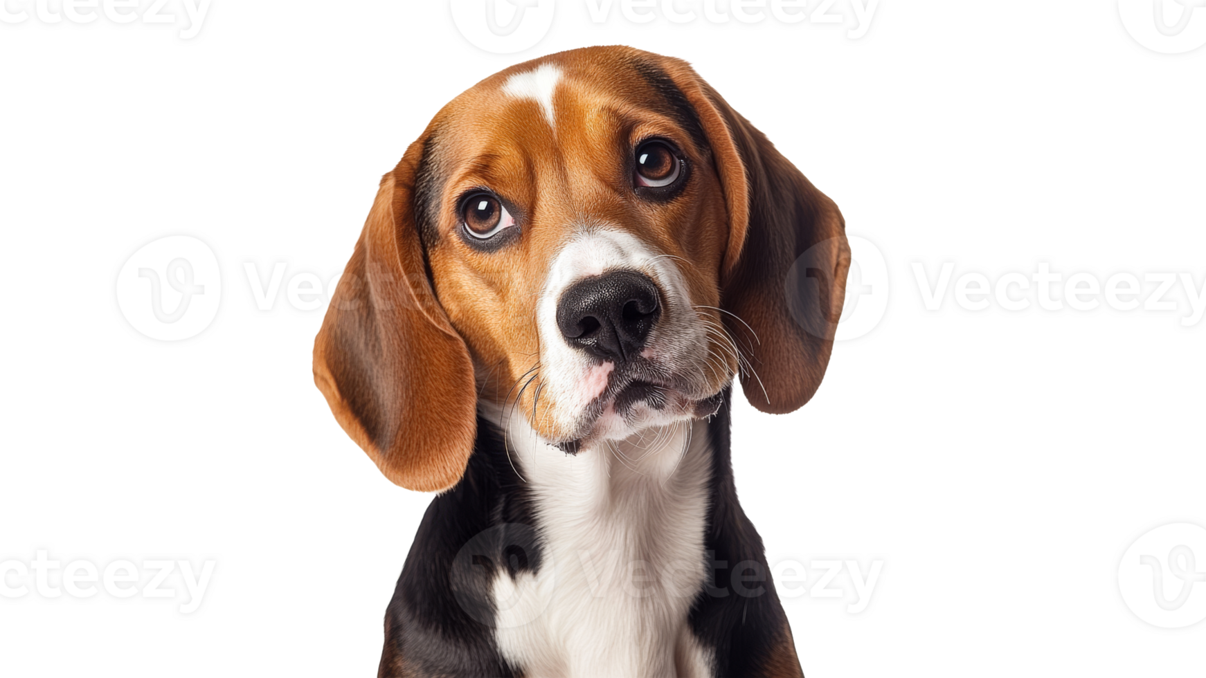 Beagle with expressive eyes in bright setting png