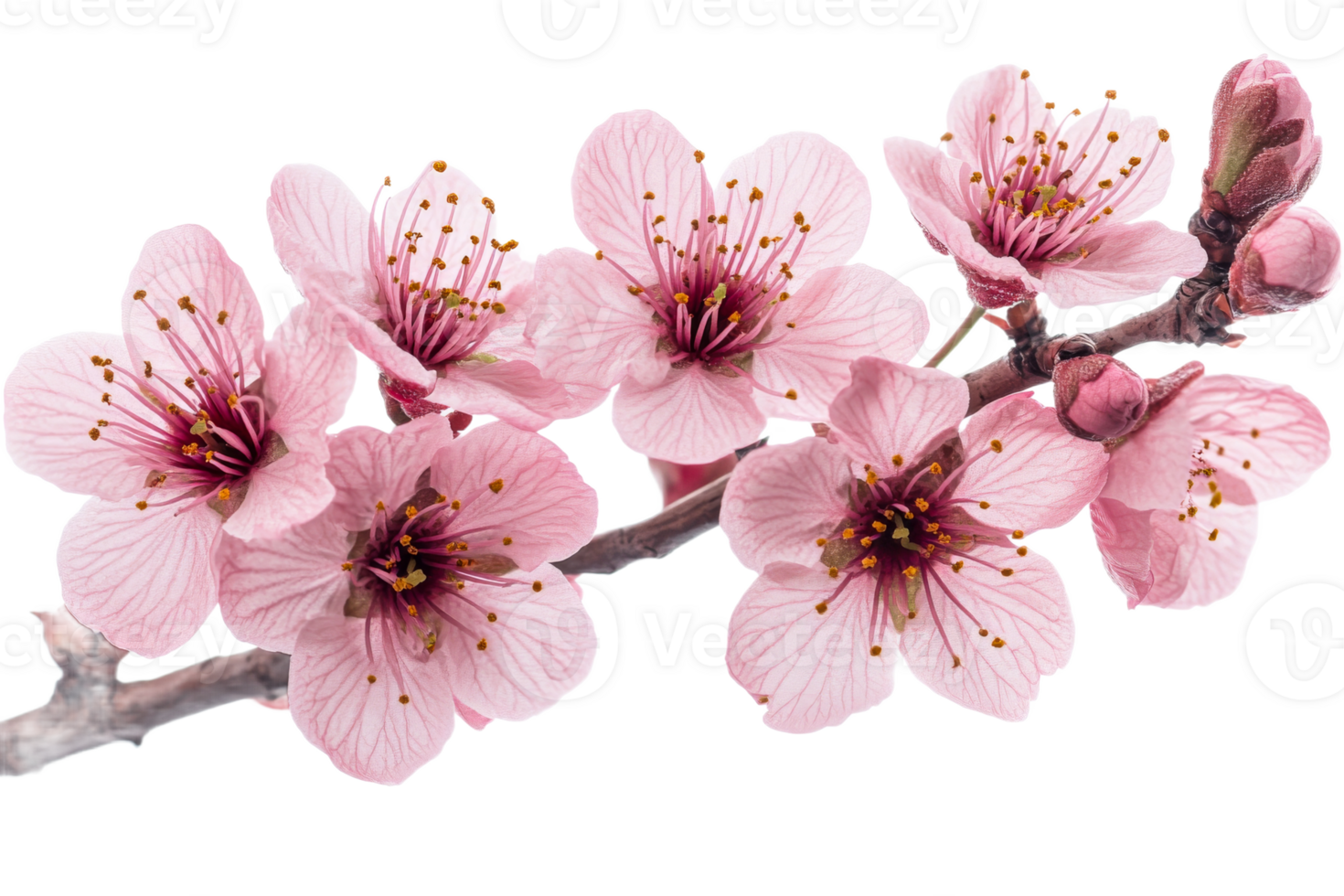 Cherry blossom branch with pink flowers png
