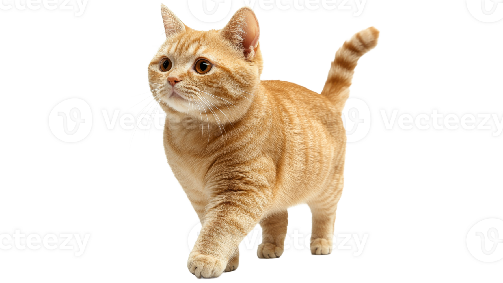 Orange cat happily walks on white background png