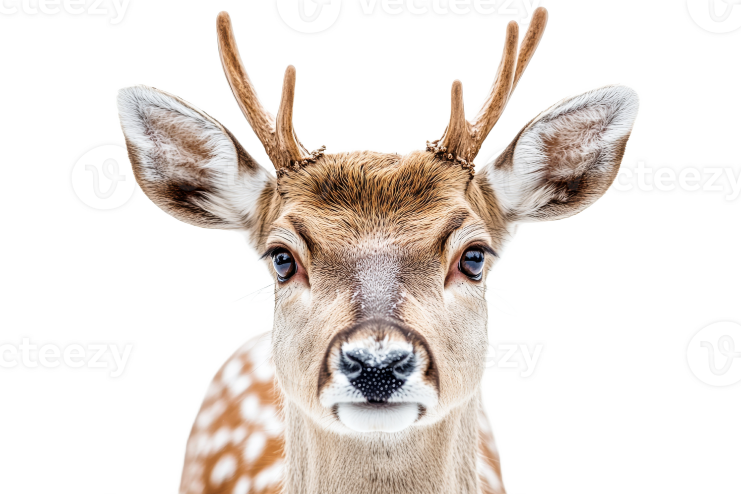 Close up of a young deer showcasing its antlers png