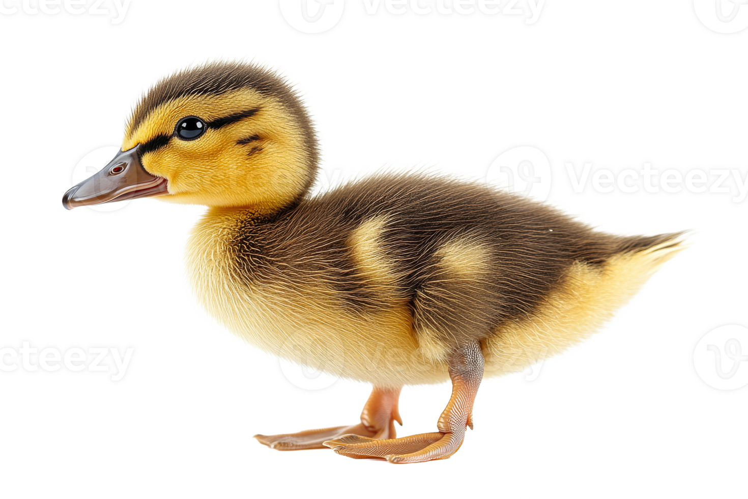 Young duckling stands on white background png