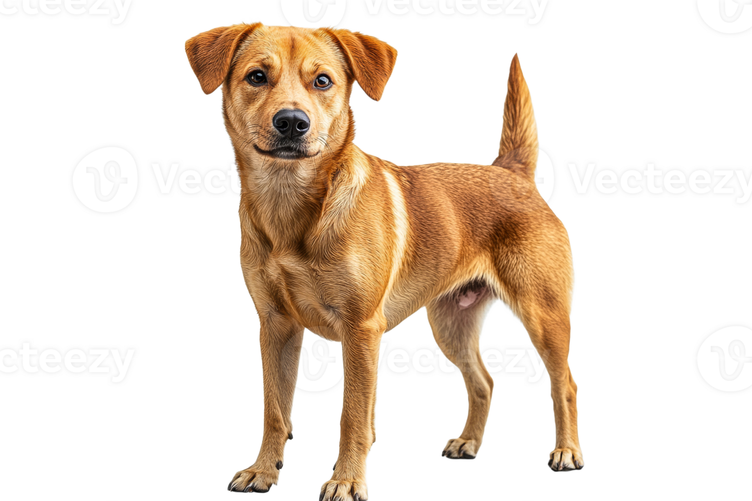Proud dog on white background png