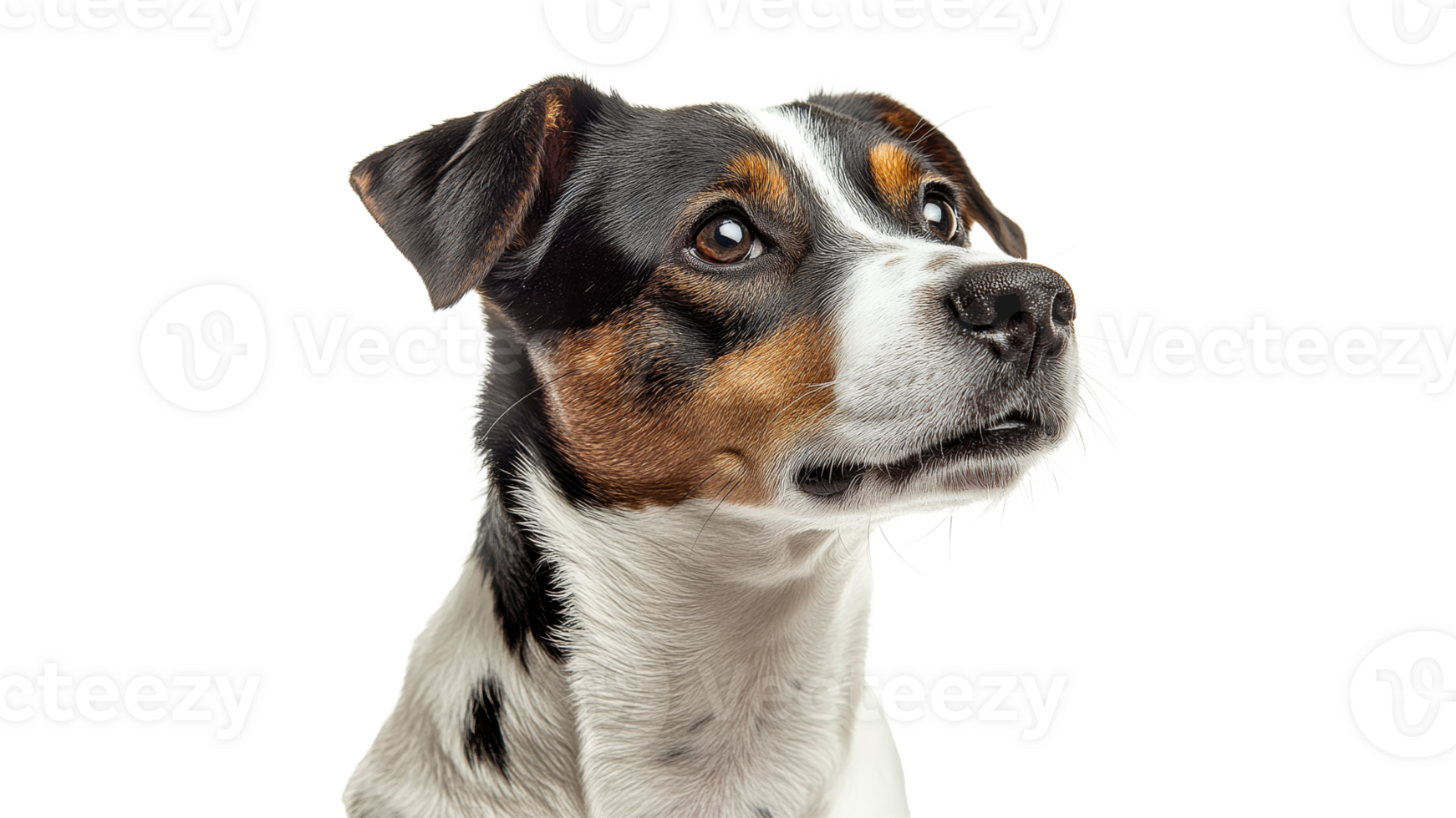 Dog with patchy coat looking thoughtfully upwards png