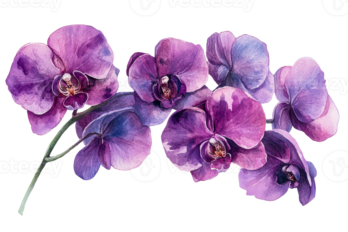 Vibrant purple orchids in watercolor png