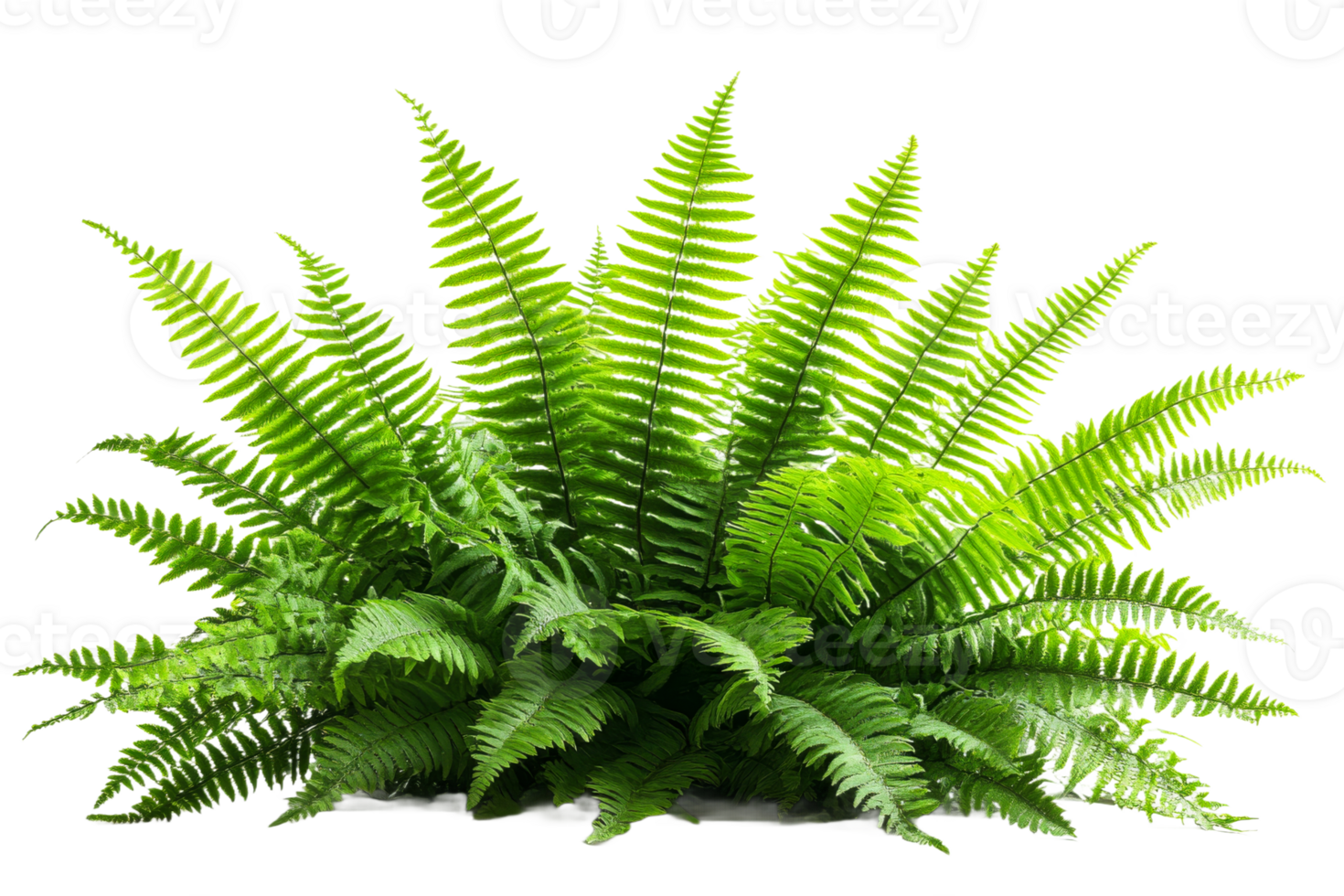 Bright light boosts lush green ferns png