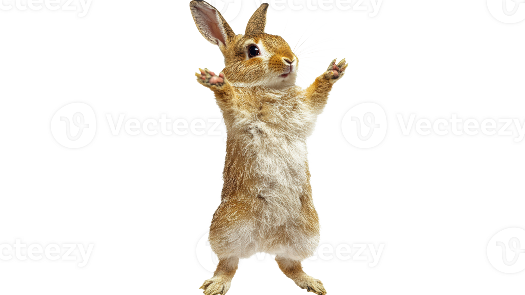 Cute rabbit standing upright with paws raised png