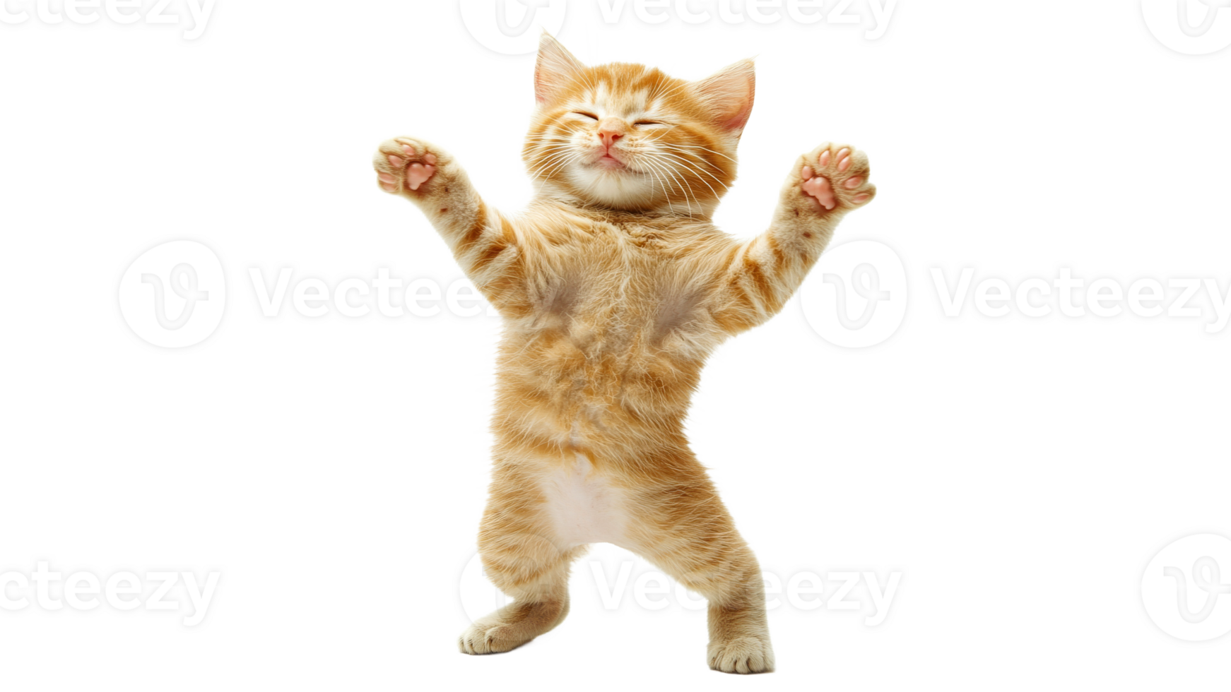 Joyful orange kitten stretching indoors png