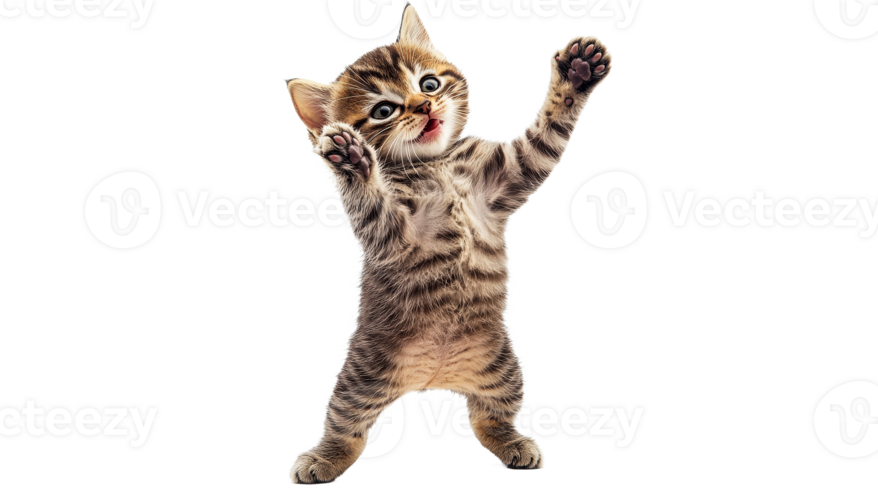 Playful kitten having fun with its paws raised png