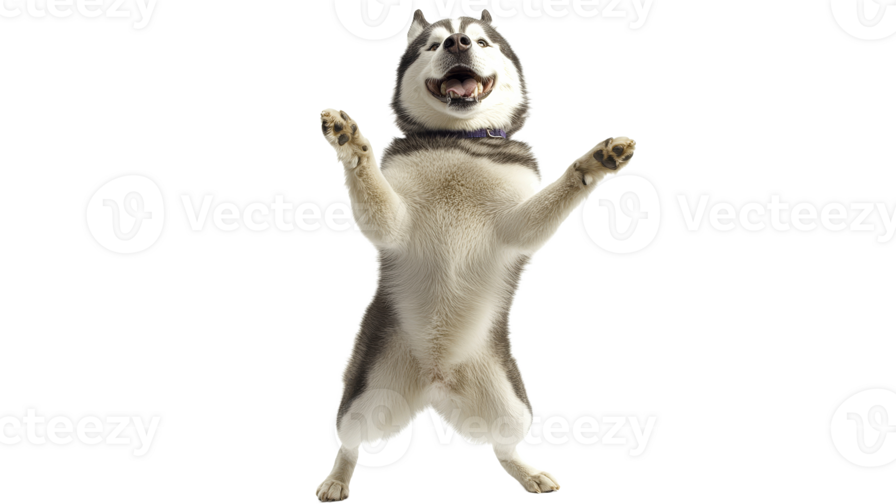 Happy husky standing on hind legs with joy png