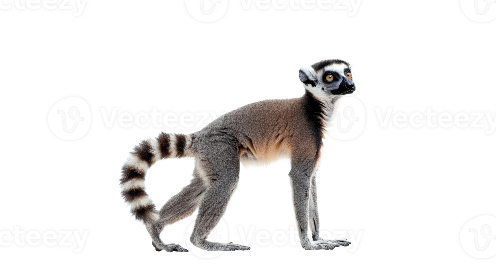 Lemur walking gracefully in natural pose png