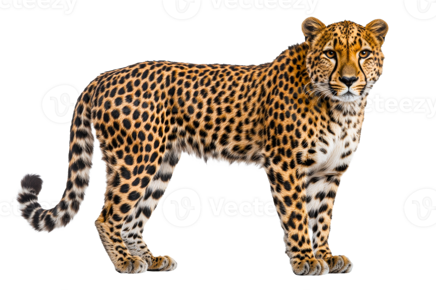Captivating leopard showcasing its unique spots png