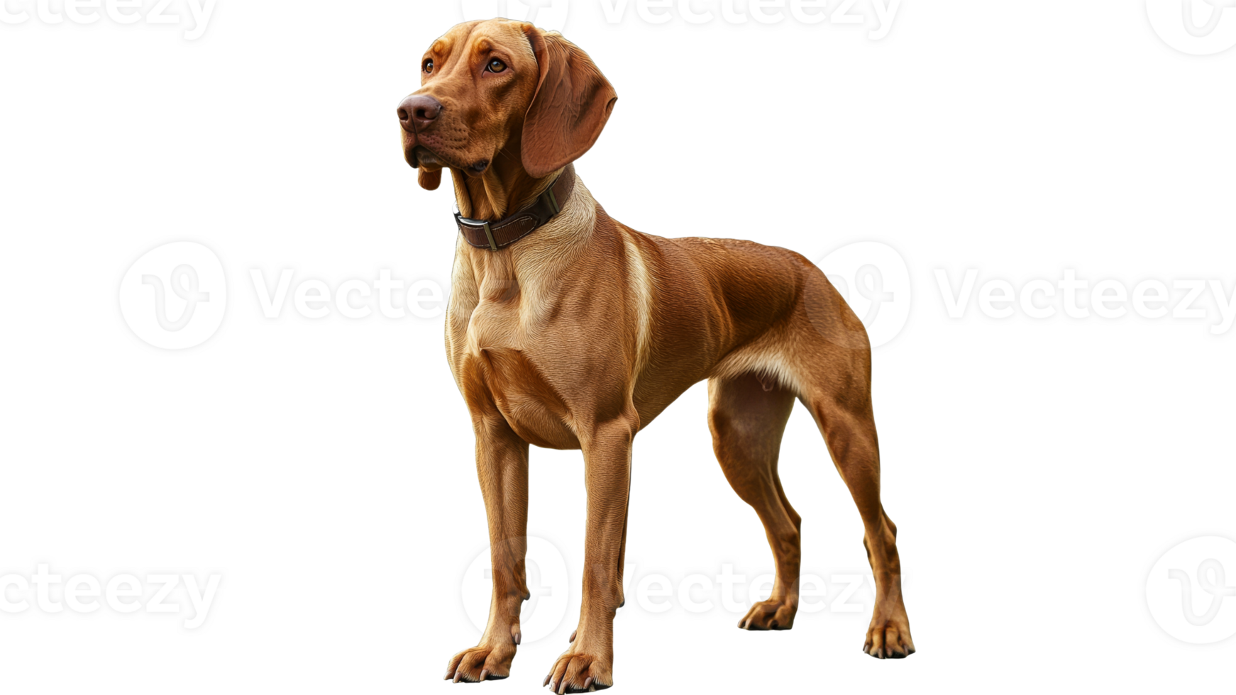 Brown dog stands confidently in studio light png
