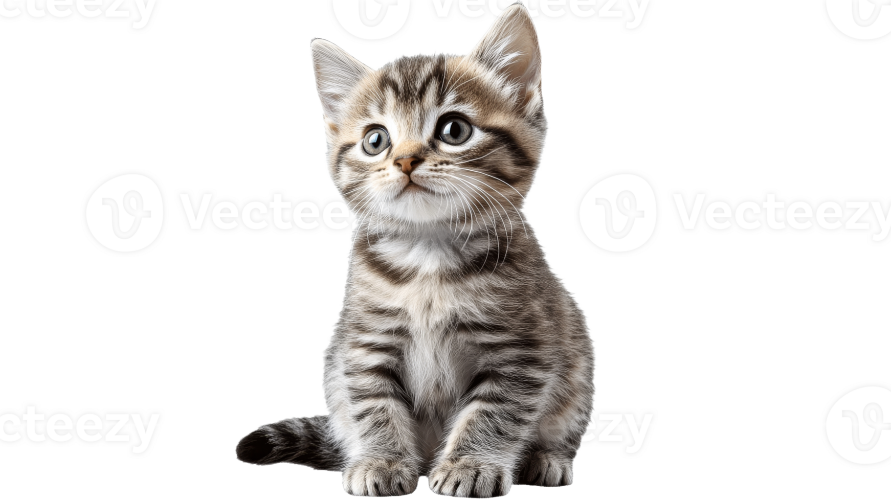 Cute gray striped kitten sitting and looking up png