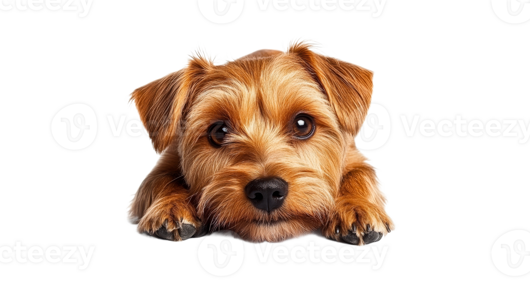Cute dog with big eyes resting on a white surface png