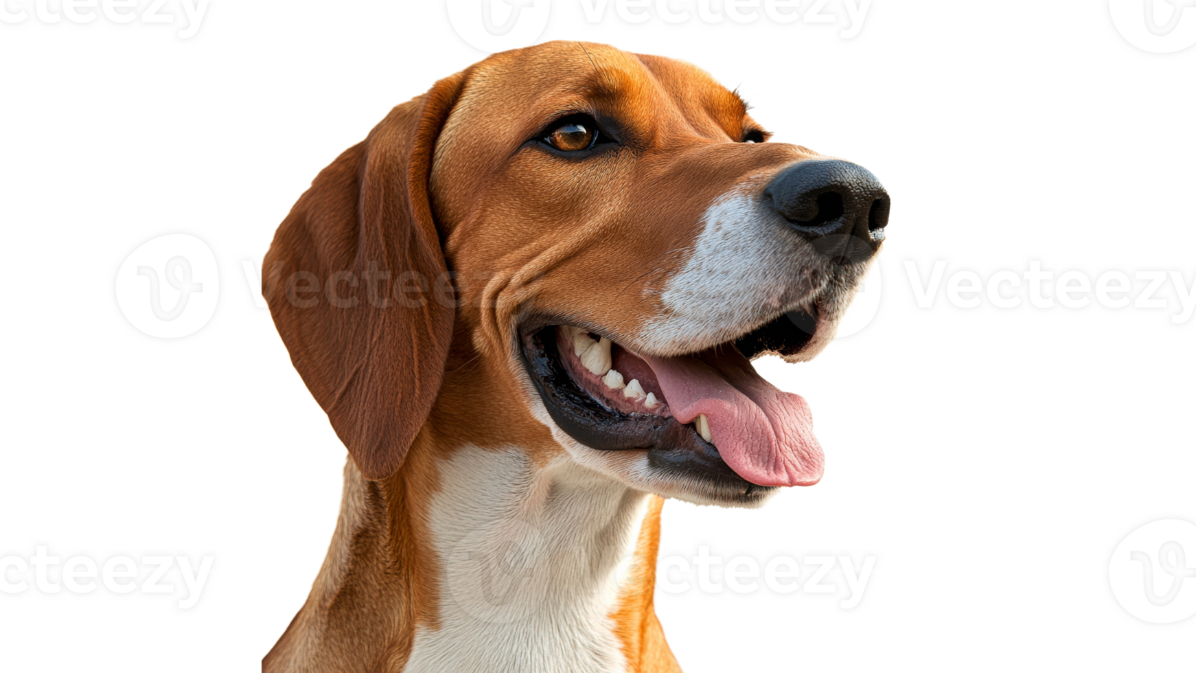 Happy dog with a joyful expression in close up transparent png