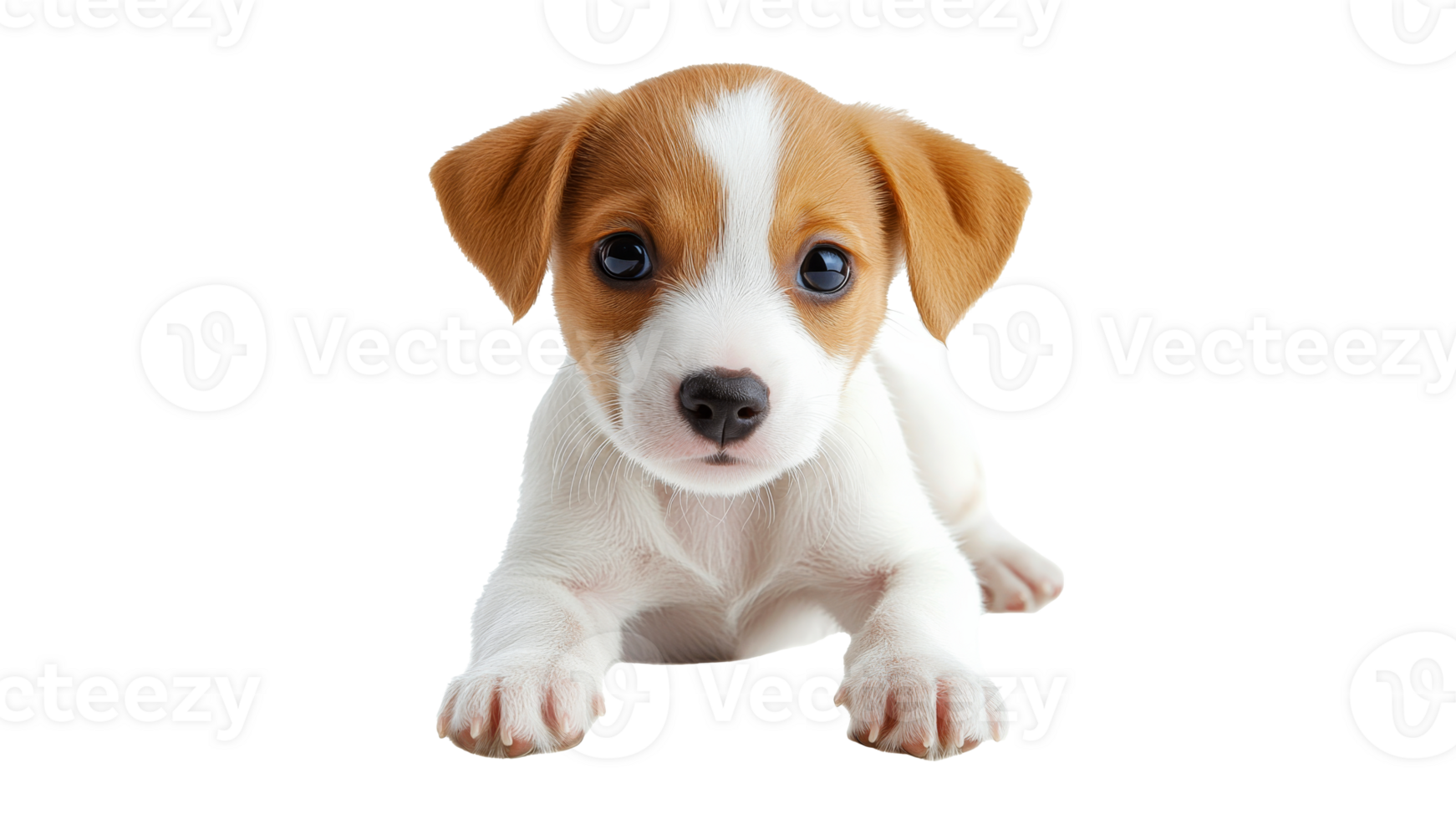 Playful puppy with brown and white fur at home png