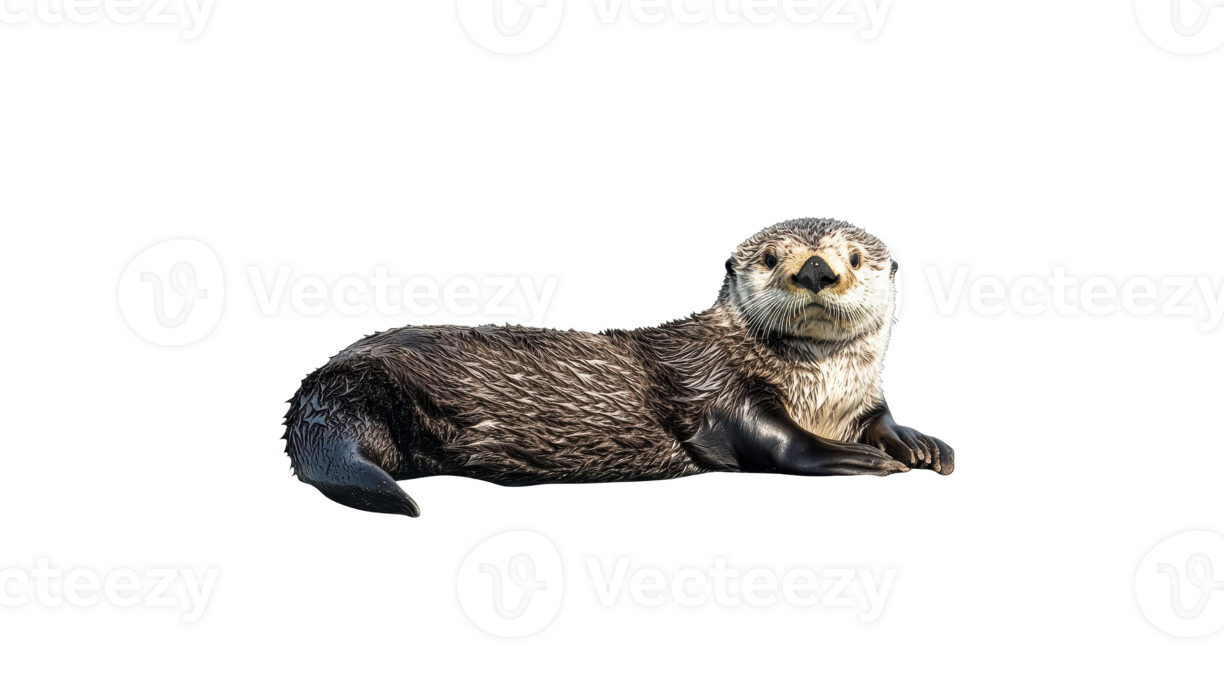 Otter resting on a smooth surface in a serene pose png