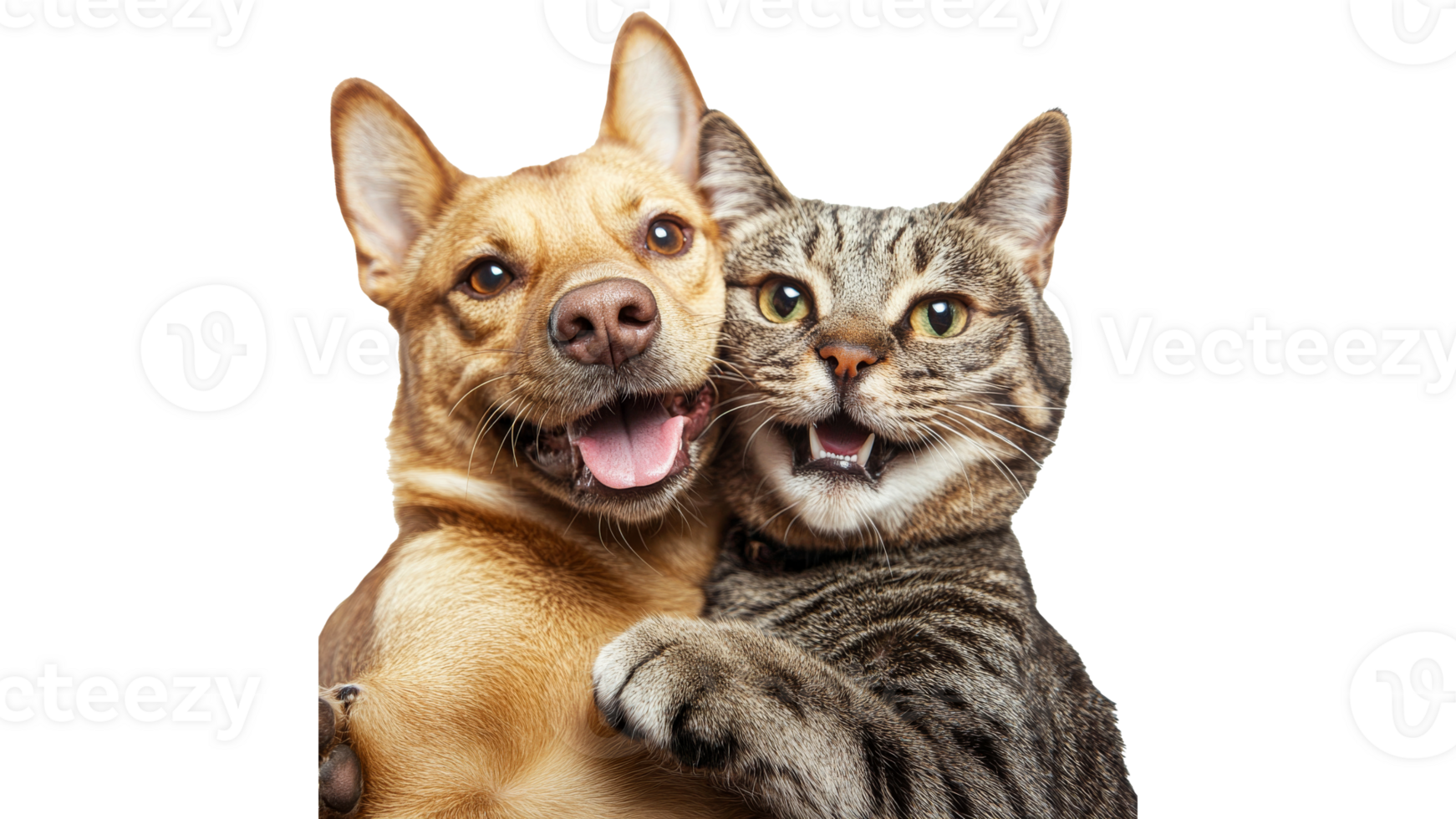Pets joyfully playing together png